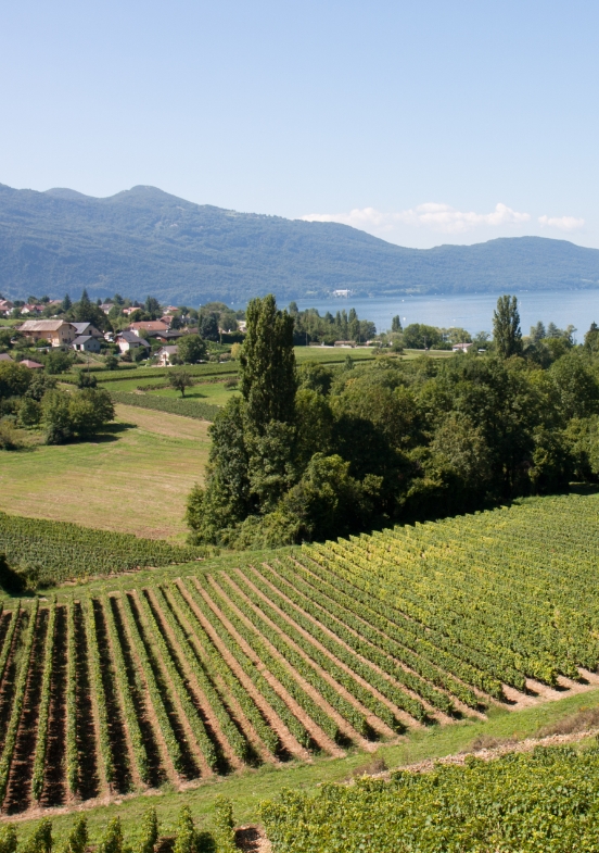 Les vignobles de Savoie